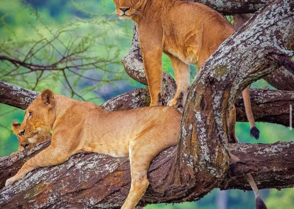 3-Days Luxury Safari:Ngorongoro Crater, Tarangire & Lake Manyara