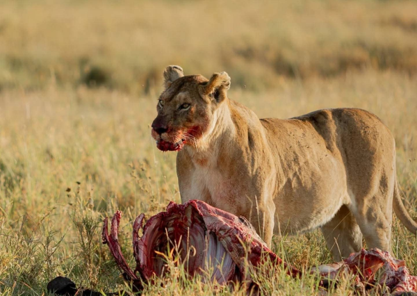 5-Day Tarangire, Serengeti, Ngorongoro & Manyara Safari