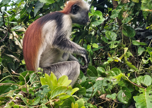 Jozani Forest, Stone town and Spice farm Tours
